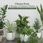 American Plant Exchange Snake Plant – Large 10-Inch Pot Green Sansevieria Zeylancia, Low-Maintenance, Air-Purifying Live Houseplant for Home, Office, or Outdoor Patio Garden Décor
