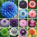 500+ Perennial Dahlia Flower Seeds Exotic Multi-Color Beautiful Dahlia Seeds for Planting Non-GMO Flowers Seeds Garden Outdoor
