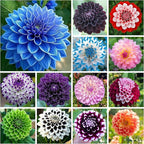 500+ Perennial Dahlia Flower Seeds Exotic Multi-Color Beautiful Dahlia Seeds for Planting Non-GMO Flowers Seeds Garden Outdoor