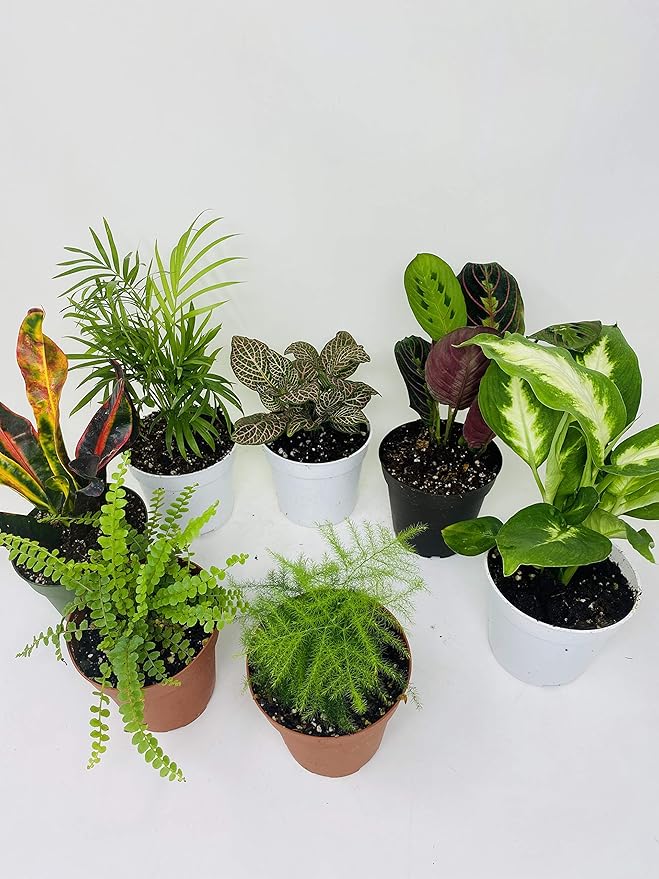 Terrarium & Fairy Garden Plants - 5 Plants in 4" Pots Unique-from Jmbamboo