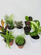 Terrarium & Fairy Garden Plants - 5 Plants in 4" Pots Unique-from Jmbamboo