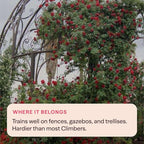 Heirloom Climbing Roses, Live Own Root Plant for Outdoor Garden, Cherry Garland™, Moderately Fragrant, Hardiness Zones 6-9, Continual Blooming