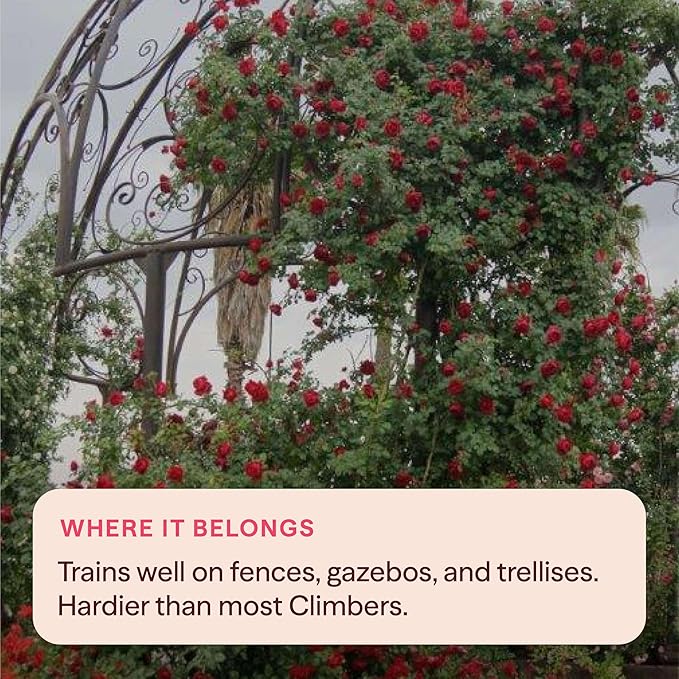 Heirloom Climbing Roses, Live Own Root Plant for Outdoor Garden, Cherry Garland™, Moderately Fragrant, Hardiness Zones 6-9, Continual Blooming