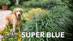 Super Blue Liriope Muscari - 10 Live Plants - Evergreen Ground Cover Grass