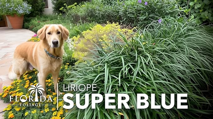 Super Blue Liriope Muscari - 10 Live Plants - Evergreen Ground Cover Grass