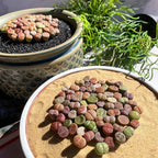 Lithops Random Mix Rare Live Succulent Plants, 30/50/100 Pcs Succulent Live Plant, Bare Root Without Pot Soil, Garden Indoor Office, Friend Plant Lovers Gifts (Normal 100pcs)