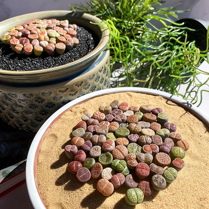 Lithops Random Mix Rare Live Succulent Plants, 30/50/100 Pcs Succulent Live Plant, Bare Root Without Pot Soil, Garden Indoor Office, Friend Plant Lovers Gifts (Normal 100pcs)
