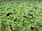 Floating Plant Bundle - Red Root Floaters, Salvinia, Giant Duckweed - Aquarium Live Plant Collection.