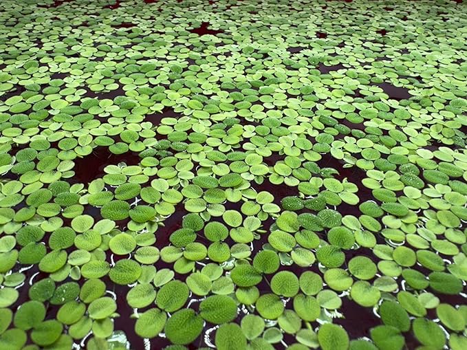 Floating Plant Bundle - Red Root Floaters, Salvinia, Giant Duckweed - Aquarium Live Plant Collection.