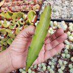 Hylocereus undatus Pitahaya Dragon Fruit Cutting Cacti Cactus Succulent Real Live Plant