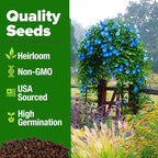 HOME GROWN Morning Glory Seeds,Heavenly Blue (2 Pack) 300 Heirloom Morning Glories Vine Seeds for Planting Ideal for a Flower Garden that Attracts Pollinators and Birds(Ipomoea Tricolor)