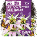KVITER 350 Spotted Bee Balm Seeds (Monarda Punctata) - Horsemint, Aromatic Oregano Scent, Pollinator Favorite Wildflower, Non GMO Heirloom Seed - Biennial Flower Seeds in Seed Packets for Outdoors