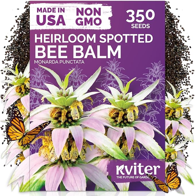 KVITER 350 Spotted Bee Balm Seeds (Monarda Punctata) - Horsemint, Aromatic Oregano Scent, Pollinator Favorite Wildflower, Non GMO Heirloom Seed - Biennial Flower Seeds in Seed Packets for Outdoors