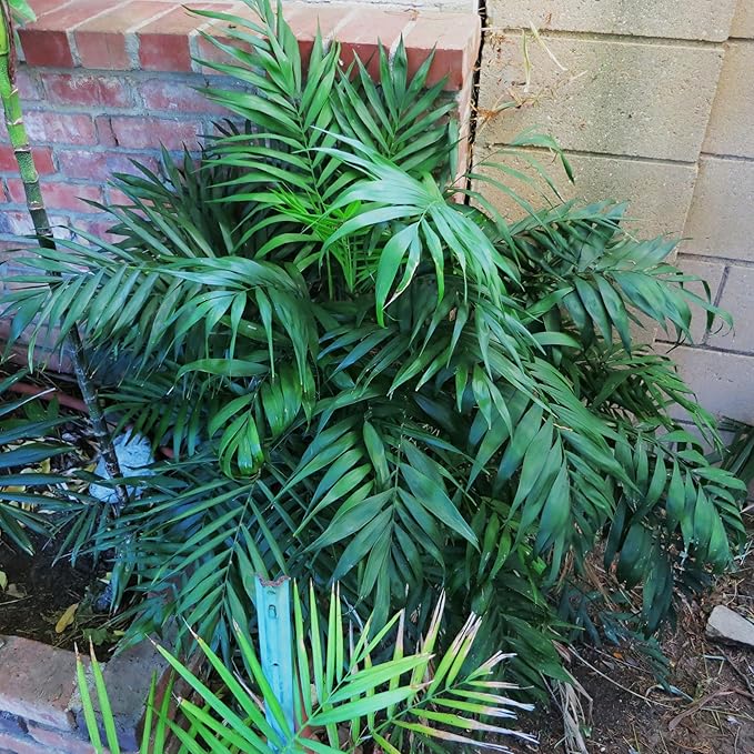 Chamaedorea elegans (Parlor Palm) – Live Indoor Palm Tree | Easy-Care Houseplant | Air-Purifying Tropical Plant (No Pot) (2, Medium)