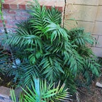 Chamaedorea elegans (Parlor Palm) – Live Indoor Palm Tree | Easy-Care Houseplant | Air-Purifying Tropical Plant (No Pot) (1, Medium)