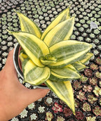 Sprout N Green Sansevieria 'Golden Hahnii' with Vintage Metal Pot, Live Snake Plant Fully Rooted in 4" Planter with Soil, Home Office Indoor Outdoor Wedding Decoration DIY Projects Party Favor