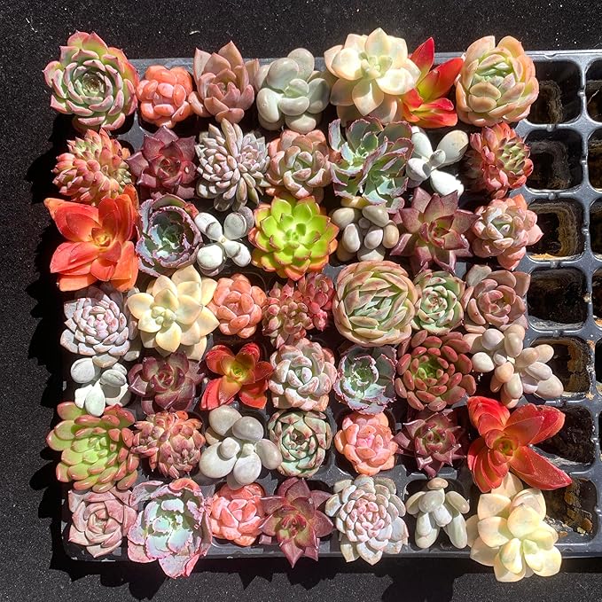 Mix DIY Rare Live Succulent Plants, 0.5-1,5" Random Mystery Bulk Succulent Live Plant, Without Pot & Soil, 6/12/24 Pcs, Garden Indoor Office Desk Decoration, Plant Gifts (6)