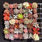 Mix DIY Rare Live Succulent Plants, 0.5-1,5" Random Mystery Bulk Succulent Live Plant, Without Pot & Soil, 6/12/24 Pcs, Garden Indoor Office Desk Decoration, Plant Gifts (24)