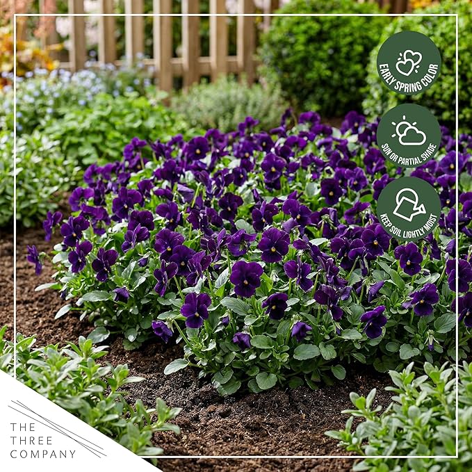 Live Healthy Flowering Pansies - Purple (4 Plants Per Pack), Beautiful Winter Color, 6" Tall by 4" Wide in 1 Pint Square Pot