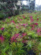 Rainforest Grown 10 Pack Assorted Air Plants - Live Tillandsia - Easy Care House Plants -