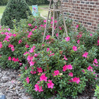 Encore Azalea 2 Gal. Autumn Sangria Azalea Shrub