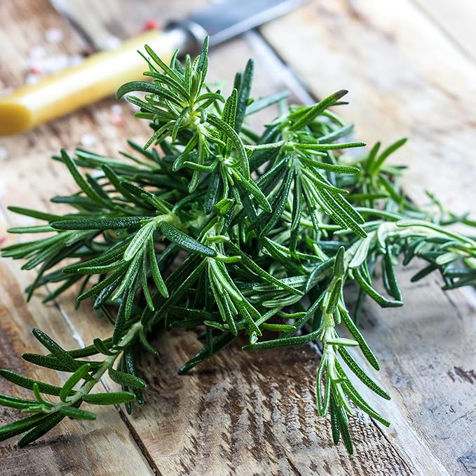 Seed Needs Rosemary Seeds for Planting - Non-GMO Heirloom & Untreated Perennial Herbs to Plant a Medicinal & Culinary Kitchen Garden Indoors or Outdoors (1 Pack)