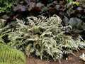 Greenwood Nursery: Live Perennial Plants - Japanese Painted Fern + Athyrium Niponicum - [Qty: 3X Pint Pots] - (Click for Other Available Plants/Quantities)