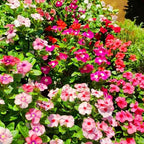 Madagascar Periwinkle Seeds for Planting, 50pcs Perennial Periwinkle Flower Seeds, Non-GMO Heirloom Rare Beauty Home Garden Blooming Flowers Plants for Outdoors Indoors