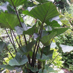 Chalily Teacup Taro, a Great Live Pond Plant for Your Water Garden. Filters The koi and Goldfish Pond. Good for Bogs, Plant Shelf or Shallow Water This marginal Aquatic is a Real Beauty