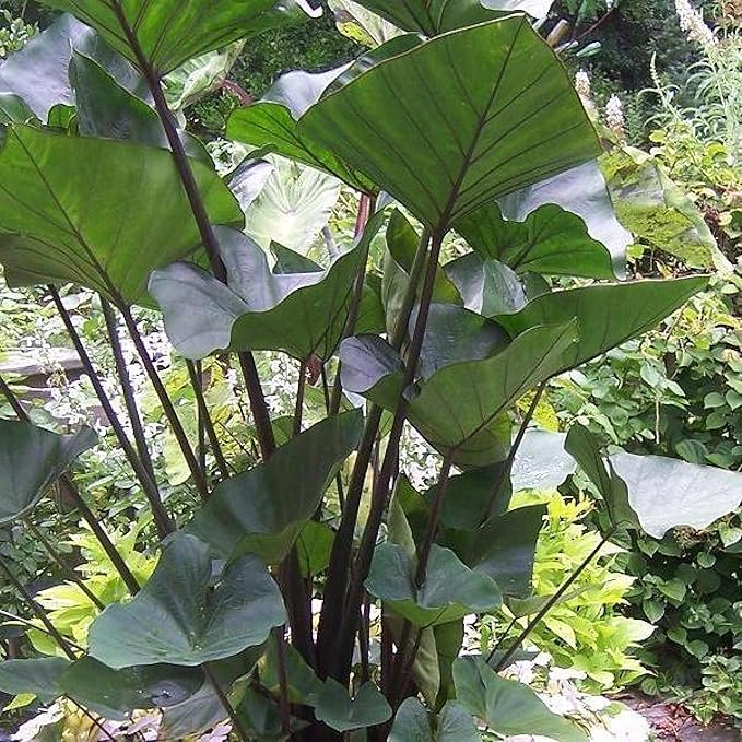 Chalily Teacup Taro, a Great Live Pond Plant for Your Water Garden. Filters The koi and Goldfish Pond. Good for Bogs, Plant Shelf or Shallow Water This marginal Aquatic is a Real Beauty