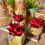 Echeveria Agavoides v Romeo Rubin Succulent Kit - with Plastic Pot, 1 Head 2.5" Live Plant, Compressed Soil & Guide, for Garden Indoor Office Desk (1, Echeveria Agavoides v Romeo Rubin)