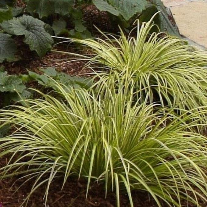 Dwarf Variegated Sweet Flag, a Great Live Pond Plant for Your Water Garden. Great for koi and Goldfish Ponds. Good for Bogs, Plant Shelf or Shallow Water This marginal Aquatic is a Real Beauty