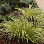 Dwarf Variegated Sweet Flag, a Great Live Pond Plant for Your Water Garden. Great for koi and Goldfish Ponds. Good for Bogs, Plant Shelf or Shallow Water This marginal Aquatic is a Real Beauty