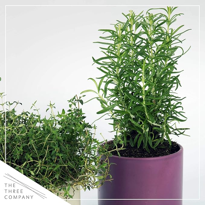 Live Aromatic and Healthy Herb - Rosemary, Improves Breathing, Wrapped in Deco Cover, 14" Tall by 6" Wide in 1.25 Quart Pot