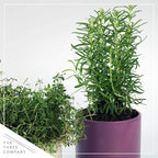 Live Aromatic and Healthy Herb - Rosemary, Improves Breathing, Wrapped in Deco Cover, 14" Tall by 6" Wide in 1.25 Quart Pot