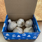 Garlic Seed Bulbs, Large Cloves, Cold Hardy, Bold Flavor (10)