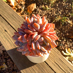 Succulent Plants Live Echeveria Orange Monroe,3-4 Head 3.5 inches Pink Mini Plants,Bare Root Without Pot Soil Live Plants,Wedding Garden Indoor House Baby Shower Decor Friend Plant Lover Gift