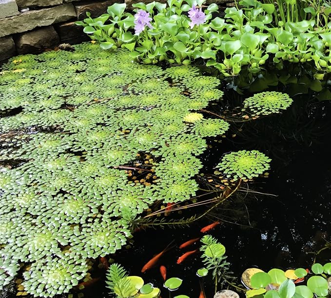 Ludwigia Sedioides Live Mosaic Plant for Ponds Aquariums Unique Floating Lily Like Rosette Leaves Aquatic Plant for Water Gardens Aquatic Koi Ponds Aquascaping Yellow Flowering Awesome Aquatic