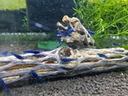 Natural Cholla Wood for Aquarium Decoration Shrimp and Fish Tank (6 Inch (3 Pack))