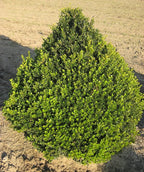 Live Plant from Green Promise Farms - Buxus Cranberry Creek (Boxwood), #2 Gallon Size Container, Evergreen