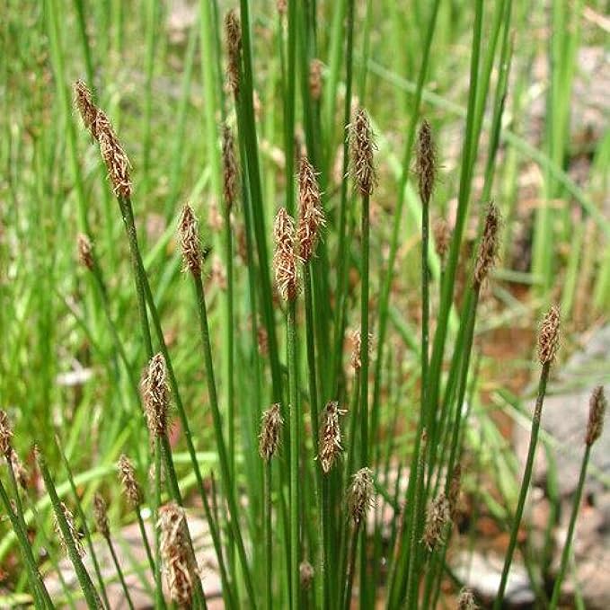 Chalily Creeping Spike Rush, a Great Live Pond Plant for Your Water Garden. Filters The koi and Goldfish Pond. Good for Bogs, Plant Shelf or Shallow Water This marginal Aquatic is a Real Beauty