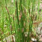 Chalily Creeping Spike Rush, a Great Live Pond Plant for Your Water Garden. Filters The koi and Goldfish Pond. Good for Bogs, Plant Shelf or Shallow Water This marginal Aquatic is a Real Beauty