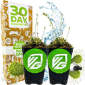 Spoonleaf Sundew Live Carnivorous Plant - Drosera Spathulata by Wellspring Gardens - Starter Plant - Live Potted Indoor Plant, Ideal for Home & Office (2-Pack)