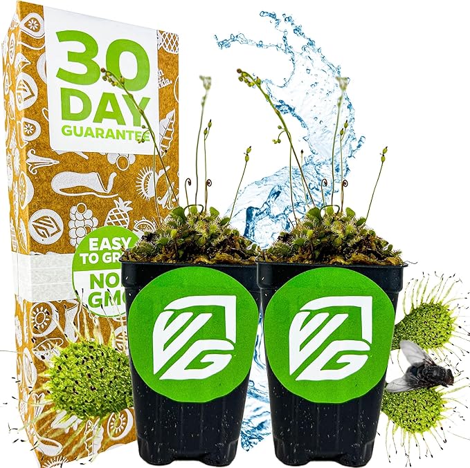 Spoonleaf Sundew Live Carnivorous Plant - Drosera Spathulata by Wellspring Gardens - Starter Plant - Live Potted Indoor Plant, Ideal for Home & Office (2-Pack)