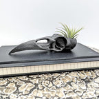 Raven Skull Air Plant Holder - Gothic Raven Air Planter - Bird Skull Witch Decor for Home - Crow Art Sculpture - Halloween Spooky Plant Pot