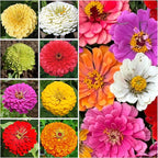Seed Needs Zinnia Seeds for Planting California Giants Zinnias - Collection of 9 Individual Heirloom Seed Packets - Grow a Butterfly Garden to Attract Butterflies, Bees & Other Pollinators