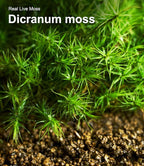 Live Moss 4-Pack (Each 3.5"x7") – Real Mixed Moss for Terrariums, Reptile Habitats, Fairy Gardens & Potted Plants – 4 Random Varieties, Easy to Revive, Natural Green Decor
