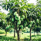 3pcs Mango Tree Seeds for Planting – Fast-Growing Tropical Fruit Seeds – Indoor/Outdoor Garden