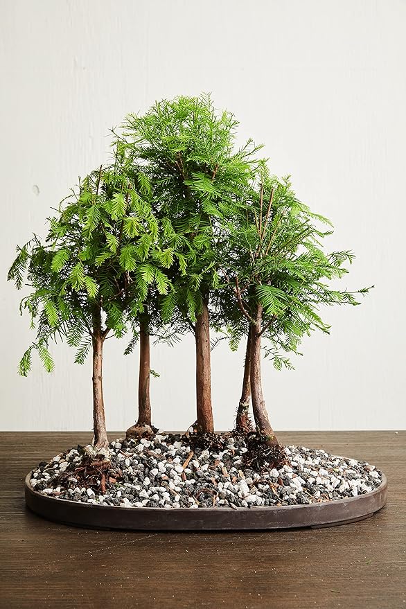 Bonsai Soil by The Bonsai Supply – 4qts. Professional Bonsai Soil Mix | Ready to use| Great for All Bonsai Tree Varieties.