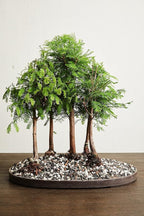 Bonsai Soil by The Bonsai Supply – 4qts. Professional Bonsai Soil Mix | Ready to use| Great for All Bonsai Tree Varieties.